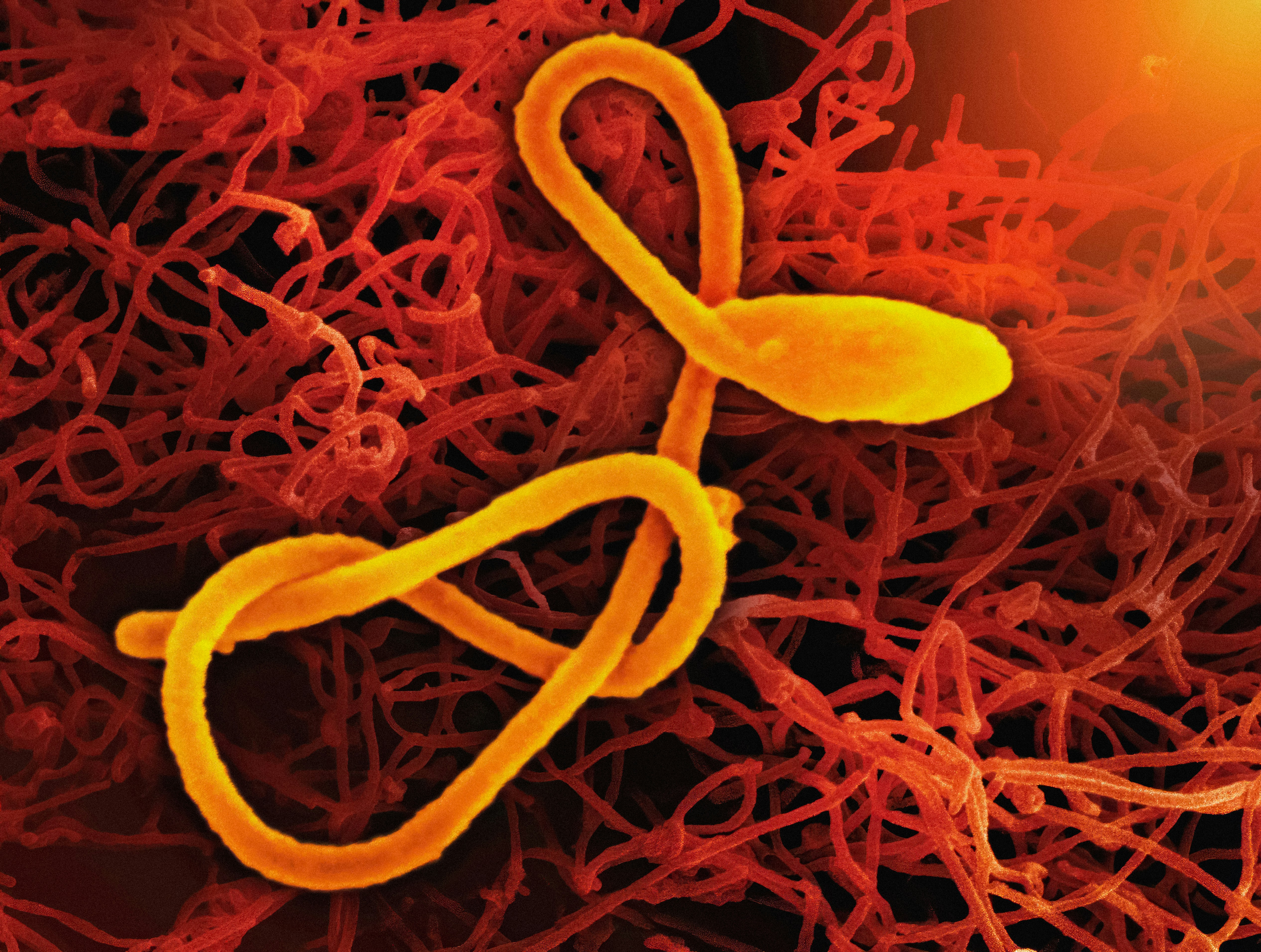 Africa CDC Warns Ten Nations at Risk After Ebola Outbreak in DR Congo